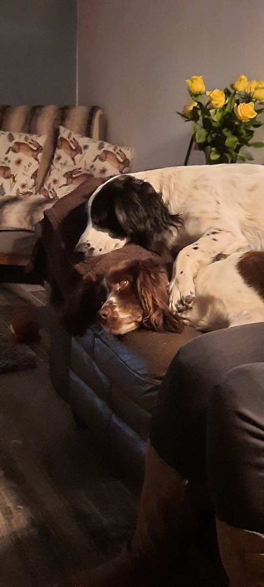 Hall0w0lf's tweet photo. @ohayouclothing Getting home an playin games makes me happy, also enjoy watching spiderman ( so excited for the release of no way home X3 ) and even though they're a pain, I love my dogs to X3 https://t.co/XK48WSBqhl