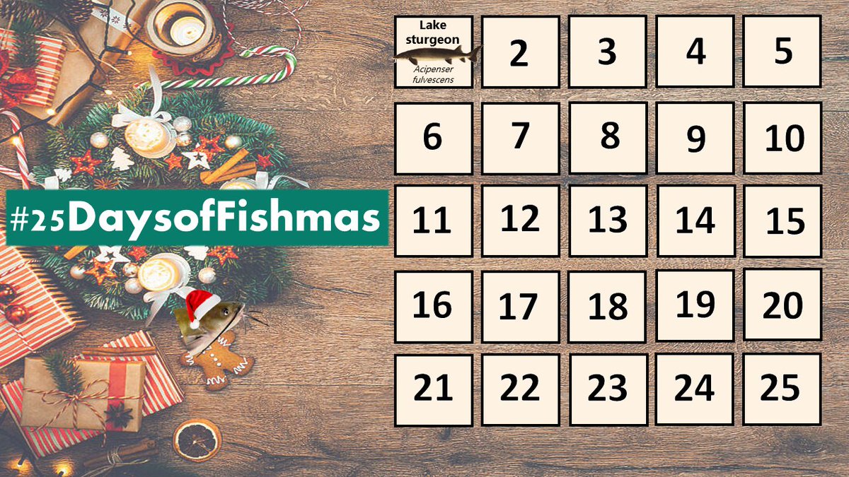 Katie O'Reilly (@drkatfish) on Twitter photo 🎶On the first day of #Fishmas...🎶
When it comes to making a big splash into the holiday season, it doesn't get much bigger than the lake sturgeon (Acipenser fulvescens), one of the #GreatLakes's biggest (and oldest) fish species #25DaysofFishmas 🎶On the first day of #Fishmas...🎶
When it comes to making a big splash into the holiday season, it doesn't get much bigger than the lake sturgeon (Acipenser fulvescens), one of the #GreatLakes's biggest (and oldest) fish species #25DaysofFishmas