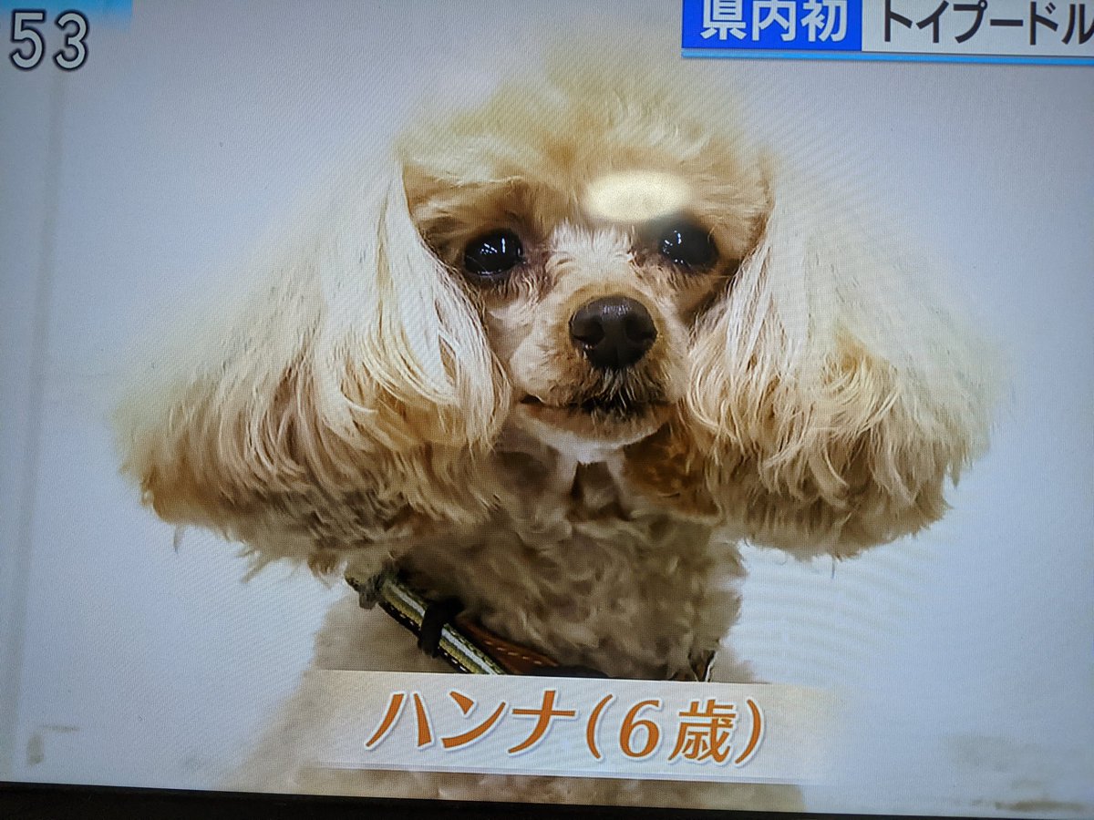 負けず嫌いのトイプードル 警察犬の審査会に一発合格する 仲良しのラブラドールが警察犬になったので特訓した Togetter