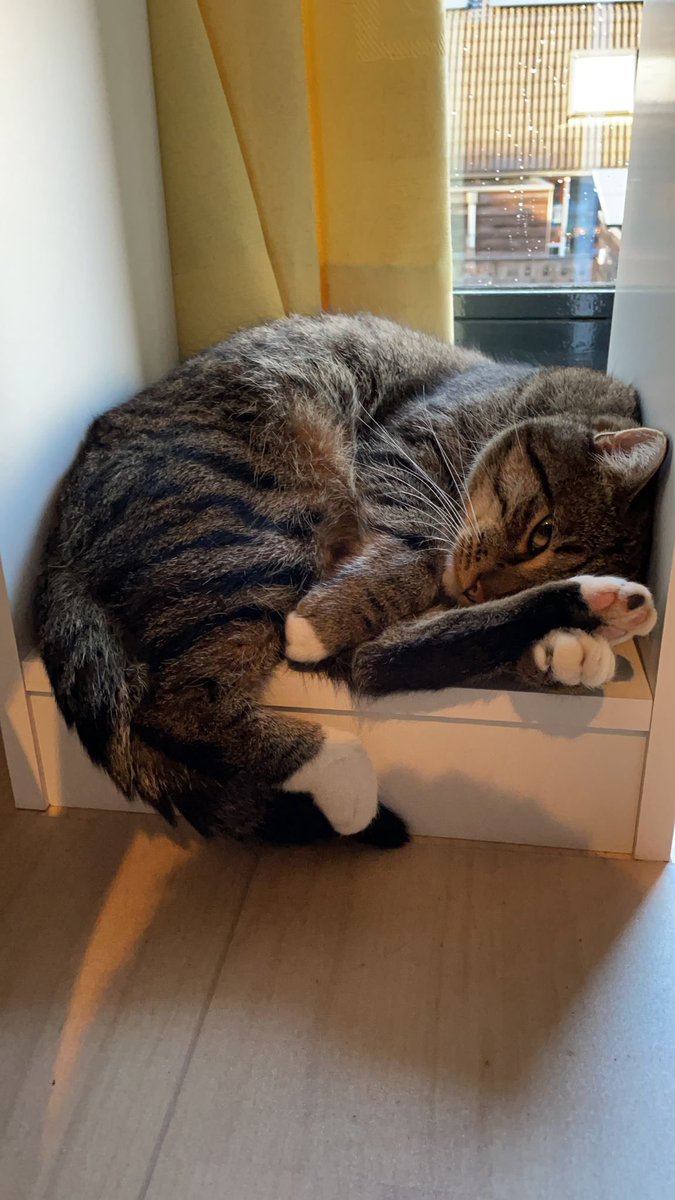 #frodo #liefde #cats #genieten