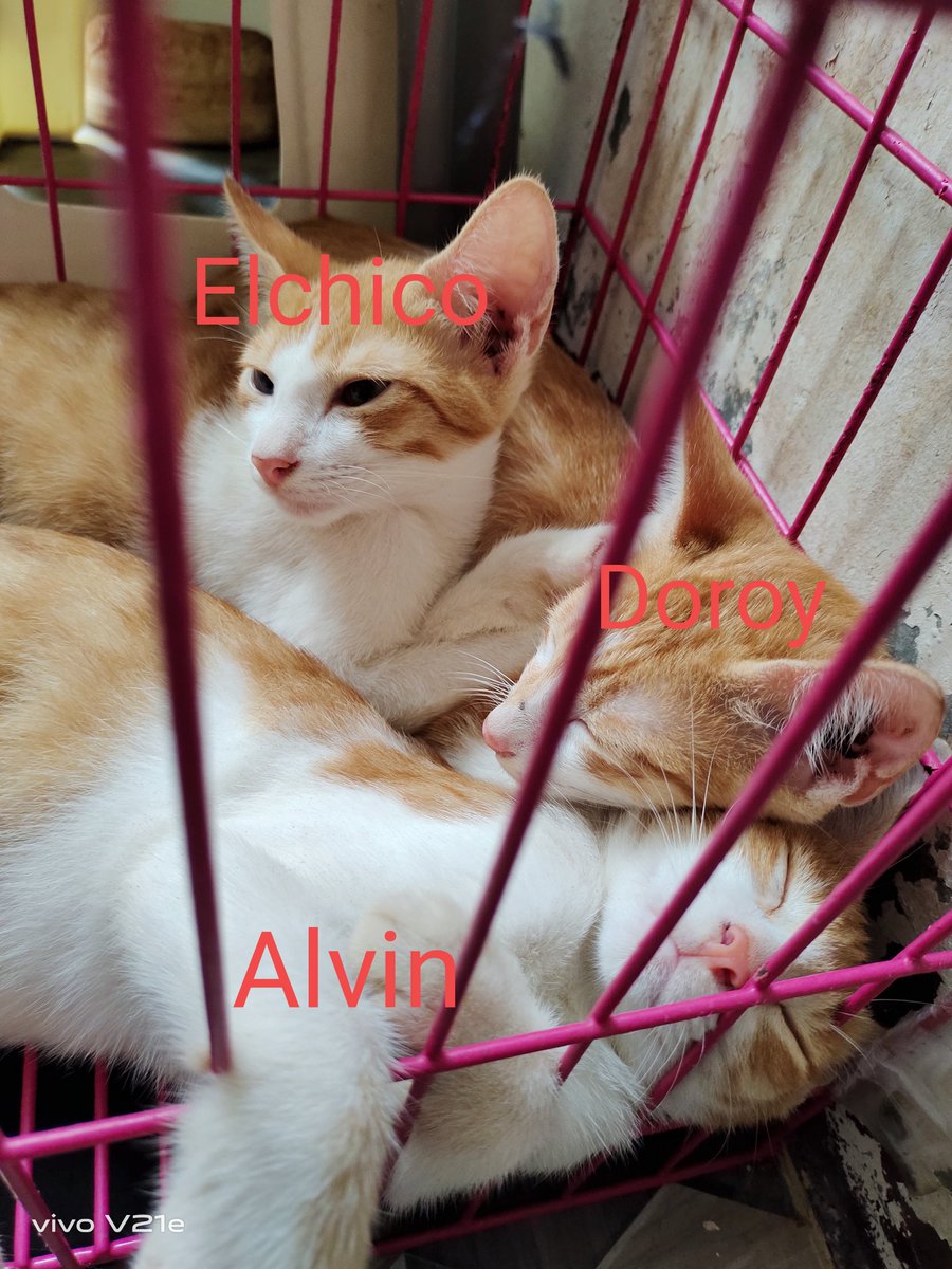 vianexeus's tweet photo. @alvinelchico @DorisBigornia D. Kebs ko, eh LENI ako💗... Flex ko lang mga bagong babies ko sina Alvin, Elchico, at Doroy😻 https://t.co/W6lrHLuIXj