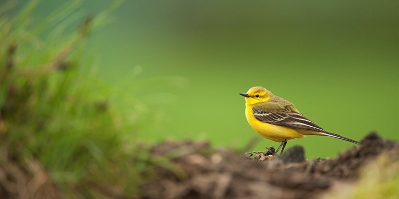 AliceGroom2's tweet photo. 85% of farmland birds in peril - this is why it is so critical to have an ambitious Sustainable Farming Incentive - only widespread action can reverse this trend. @DefraGovUK  https://t.co/zvl31lOuOk https://t.co/L6H3fRBnqE