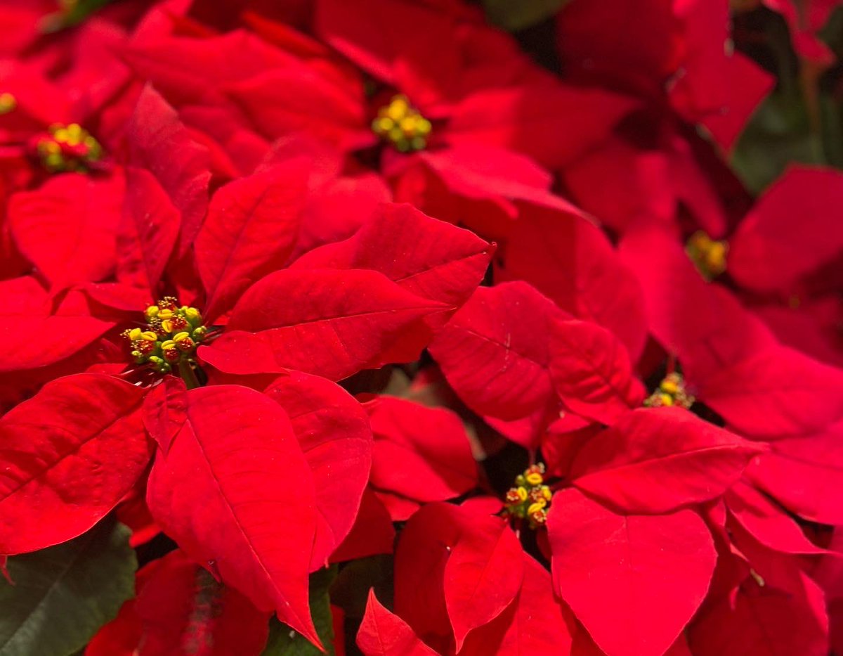 TBoxOutOfTheBox's tweet image. Christmas plant gift basket delivery #Christmas2021 #GiftBaskets theboxoutofthebox.com