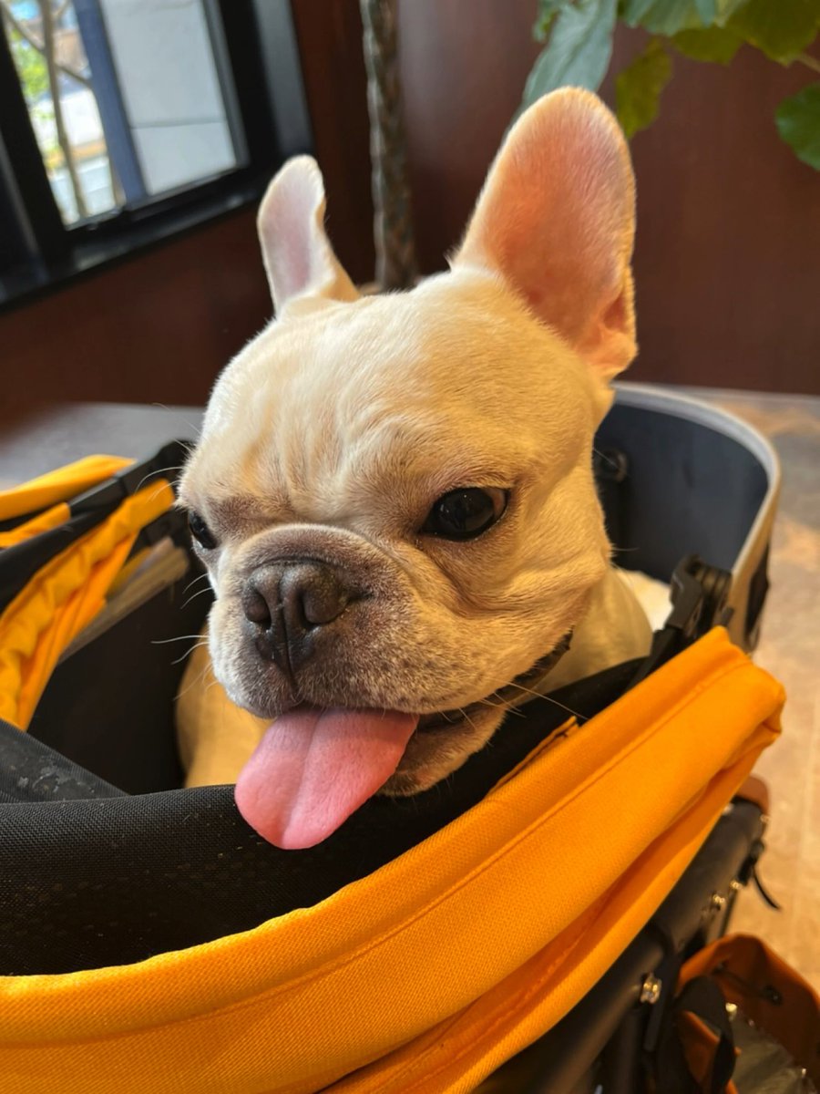 PJ97811032's tweet photo. 【🔥🔥無事手術成功🔥🔥】
愛犬ぽんじの肺大動脈弁狭窄症の手術が無事に終えました🙏術後にぽんじには会えてませんが、明日の朝の検査次第で早くて夕方にはお家に帰って来れそうです🙇♀️✨本当に皆様のおかげです🐶✨
https://t.co/uuMPhpNSOD
#拡散感謝 #肺動脈弁狭窄症 #手術成功
#READFOR https://t.co/yJu63y9W4k