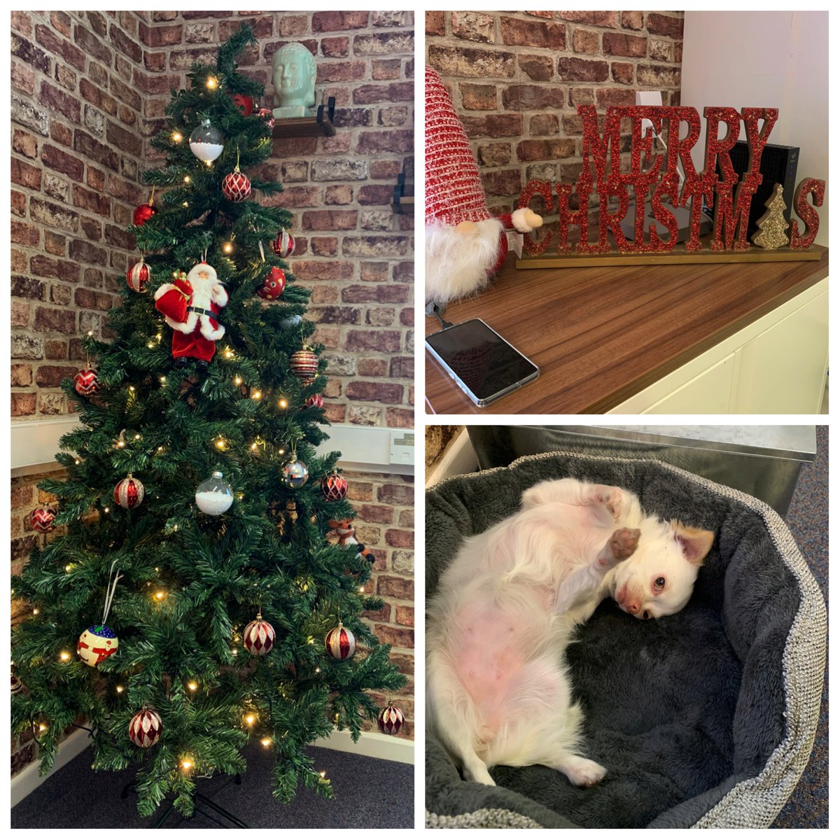 Hello December!!!!

It’s a good day at Bright RED. The Christmas tree is up and we’ve got the cutest little visitor. Pippa has come to work with us today.

Are you all feeling festive yet?

#December1st #december2021 #christmas2021 #officedog