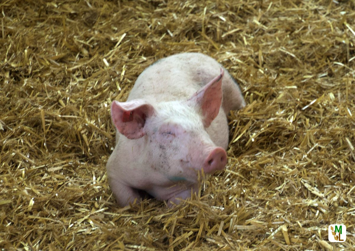 ModernLandwirt's tweet photo. 5 x D – ALDI und LIDL bekennen sich !
#ModernerLandwirt #Landwirtschaft #Agrar #agriculture
#Schweinehaltung #Aldi #5dSchweinefleisch #Schweinemarkt #5xD #Schweinepreise #Schweinefrischfleisch #Schweinefleisch #Schweinemast #AGRARDIALOG #5D #Schweine
https://t.co/4IfiKGYRJO https://t.co/KJbX4ZA47i