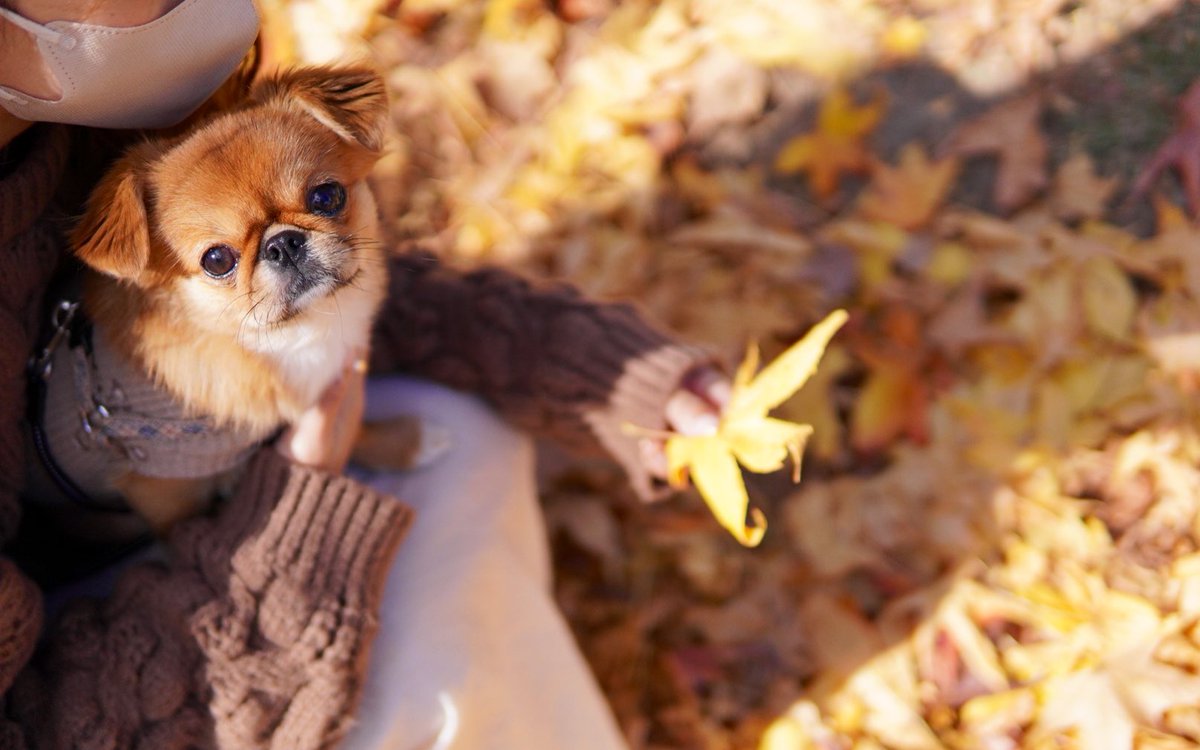 Vlog24156466's tweet photo. ススキとビス🌾
イチョウとビス🐶

#犬 #犬のいる暮らし #ペキチワ #ビス https://t.co/dWdDNQLyGr
