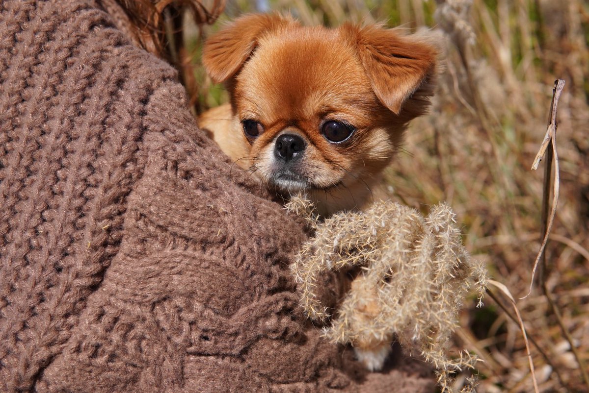 Vlog24156466's tweet photo. ススキとビス🌾
イチョウとビス🐶

#犬 #犬のいる暮らし #ペキチワ #ビス https://t.co/dWdDNQLyGr