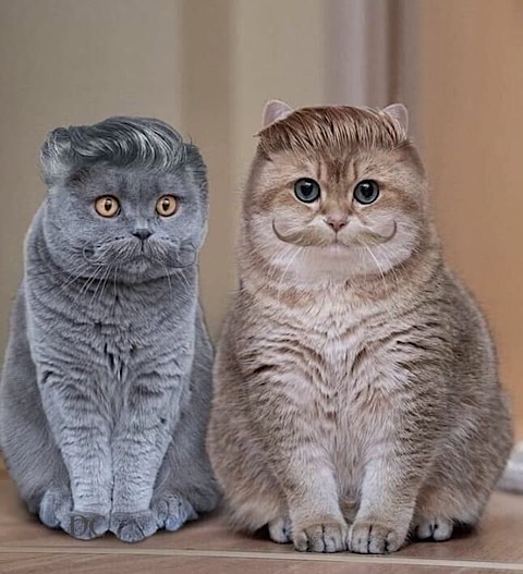 Olivier Varlan Bonjour Je Suis Le Chat De Georges Clemenceau N Oubliez Pas De Voter Pour Lui Contre Paul Deschanel T Co Cxg3rnddni Twitter