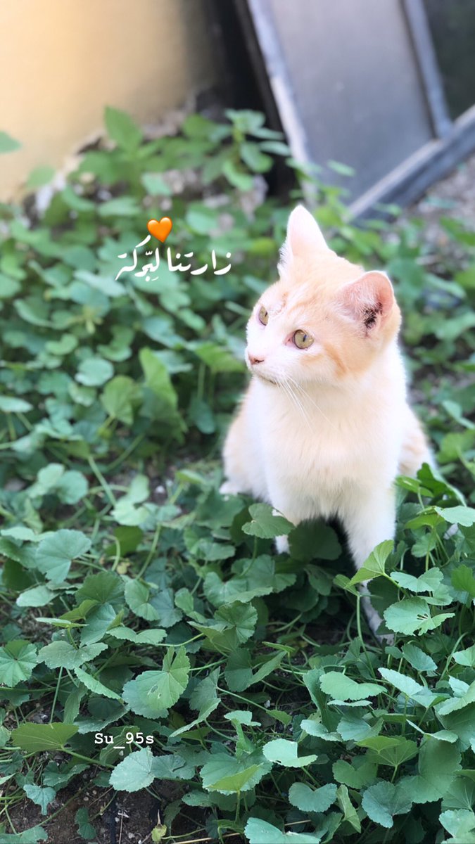 su19959's tweet photo. 🧡🧡 https://t.co/GhpZQqxfZ4