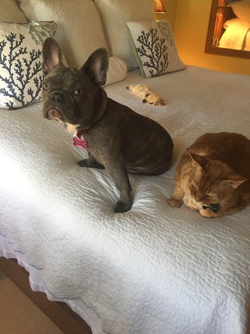 My two best friends Birdie &amp; Dinky https://t.co/OY8ctSAYSN