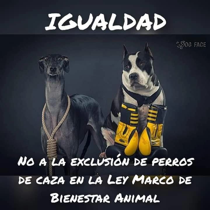 SOS Galgos tweet media