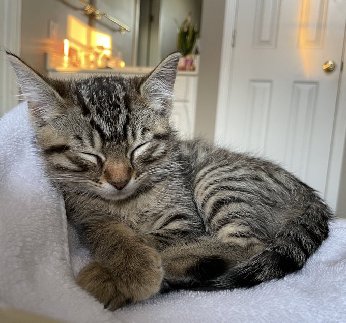 My new kitty 💜☔️ Prince.. he likes to wait outside the bathtub for me lol 🥰 https://t.co/vPsL0bwm6I<a href="/tag/lifetime"class="tags"><span>#lifetime</span></a><a href="/tag/lwatl"class="tags"><span>#lwatl</span></a><a href="/tag/littlewomenwednesdays"class="tags"><span>#littlewomenwednesdays</span></a>