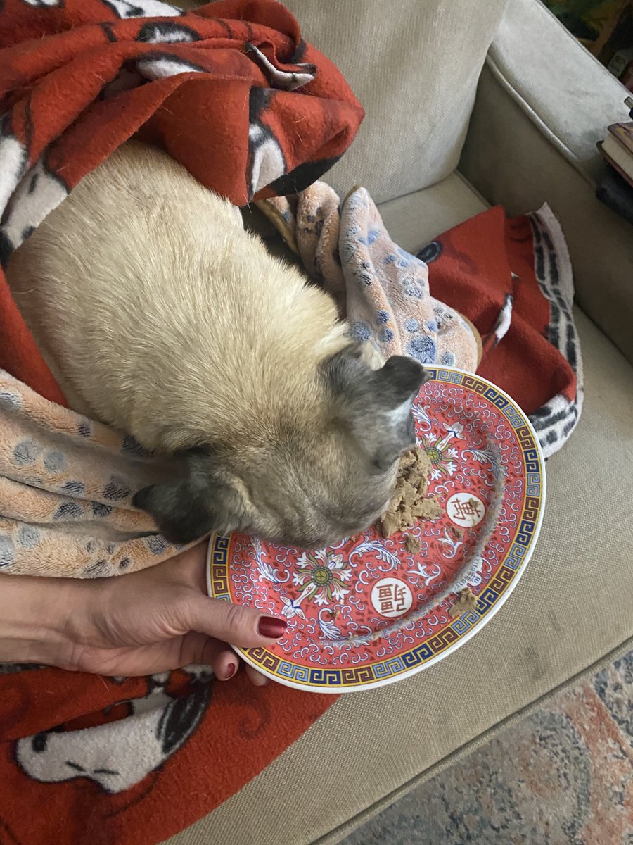 MaxwellVonSnort's tweet photo. It’s too cold for me to leave my morning pug nest so I thought it best if my human put my breakfast on a plate and feed me in bed.
#notspoiled https://t.co/EURAPRRbH6