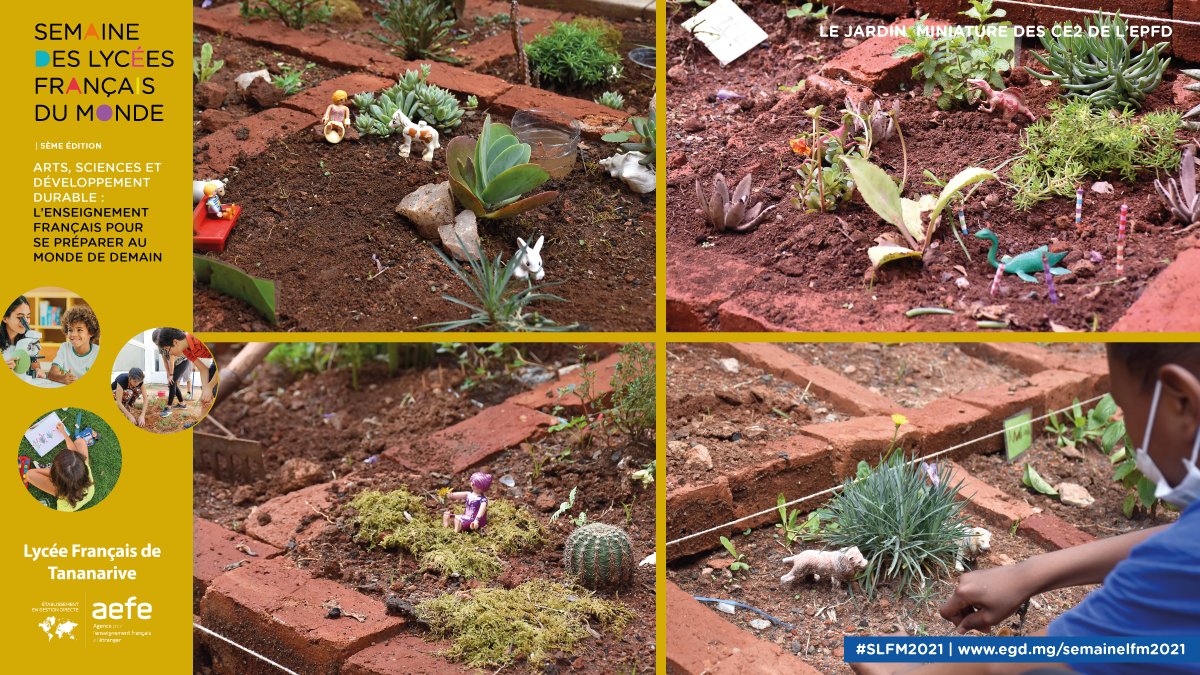 LFTananarive's tweet image. #SemaineLFM | 🌿 Les élèves de CE2 de l'#EPFd investissent de petites parcelles pour créer des jardins miniatures. Une activité réalisée à la fois sous l’angle scientifique mais aussi plastique. #SVT #botanique #ArtsPlastiques 

@aefeinfo @ambafrmada