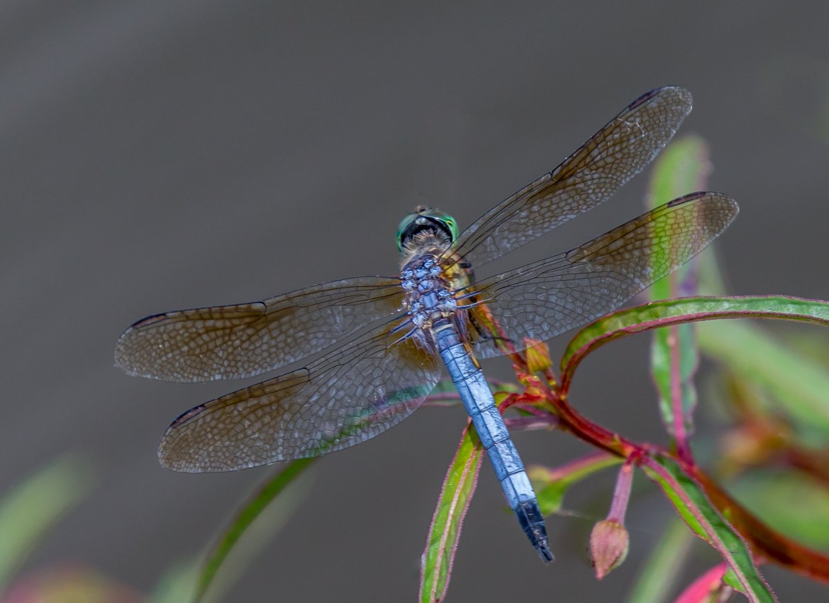 Callawassie Island tweet media