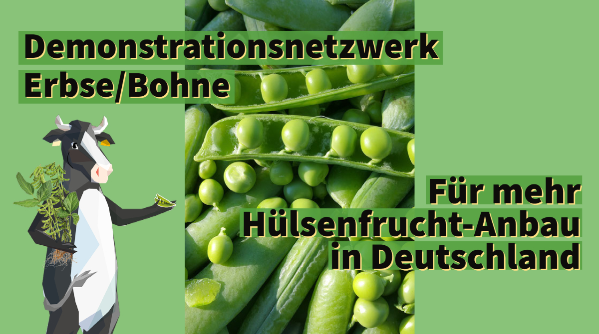 Biohoefe's tweet photo. Das Demonstrationsnetzwerk Erbse/Bohne hat es sich zum Ziel gemacht, den Anbau von Erbsen, Bohnen und Co. in Deutschland voranzutreiben. Weitere Infos gibt’s hier: https://t.co/nVztdYM6xQ

#bmel #DemoNetErBo https://t.co/eUUp5zSXo4