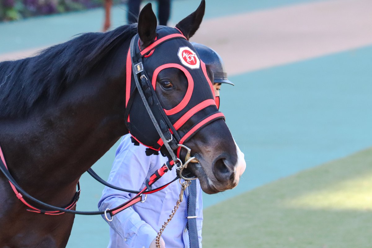 majesty_bio's tweet photo. 2021/11/28　東京3R・2歳未勝利
オーブラック
(アドマイヤムーン×オルフィーク)

前走は不利を受けての競走中止。その影響がないか心配だったけれども、レースでは果敢に逃げて直線はドキドキさせてくれました。府中の直線がいつも以上に長く感じたなぁ、、、、
#オーブラック
#原優介
#青木孝文厩舎 https://t.co/5c31vRUCry