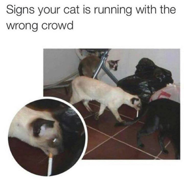 TopEverything86's tweet image. 😂 #hilarious #funnycats #animalmemes