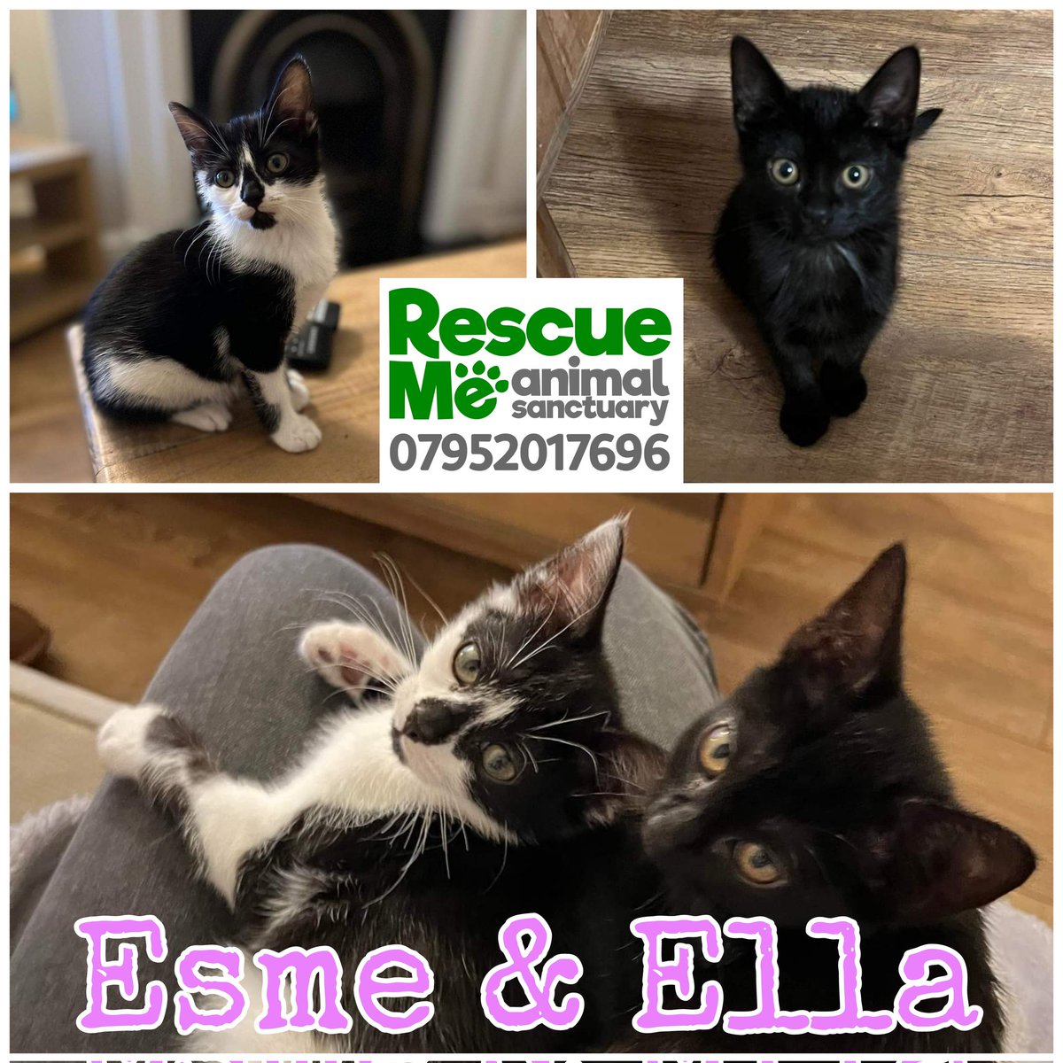 rescuemeanimal's tweet photo. Yet again we have lots of lovely kittens looking for their forever homes 😍 Give us a call or DM for more info #AdoptDontShop #whiskerswednesday #CatsOfTwitter #Liverpool #AdoptMe https://t.co/SeBnNUJsQL
