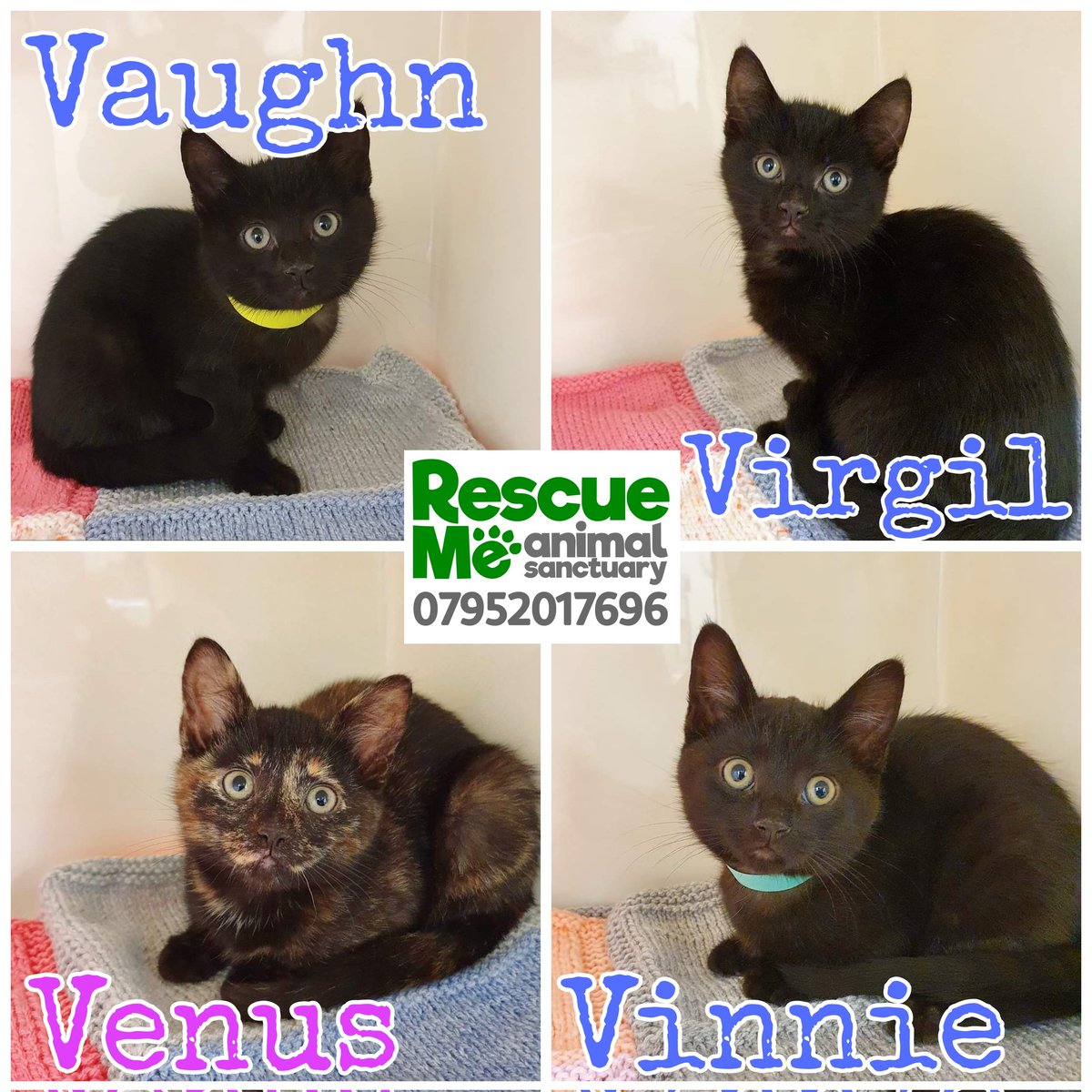 Yet again we have lots of lovely kittens looking for their forever homes 😍 Give us a call or DM for more info #AdoptDontShop #whiskerswednesday #CatsOfTwitter #Liverpool #AdoptMe