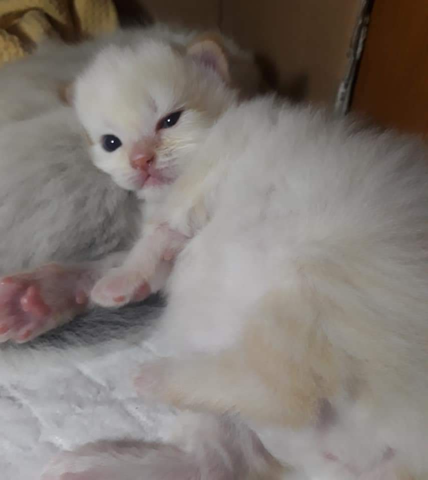 wongkeben's tweet photo. The new family member... Just 20 days old...Isn't it so cute and adorable @PurrDAO???? 😊😊😊😊
#Purr #catcontest https://t.co/Ket8X2oDYl