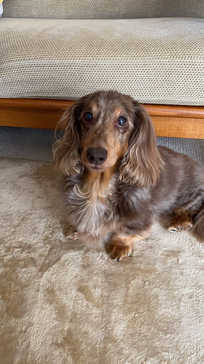jima_622's tweet photo. 13年間、
連れ添った犬が今朝亡くなりました。

自分が15歳の時に来て、人生の約半分を一緒に過ごしてきたので正直寂しい。

病気にかかって、一番しんどいのに最後まで生きようと頑張ってた。

最後を看取れてよかった。

俺も頑張るから天国から見ててね。

今までありがとう。ゆっくり休んでね。 https://t.co/fzgN98xoDO