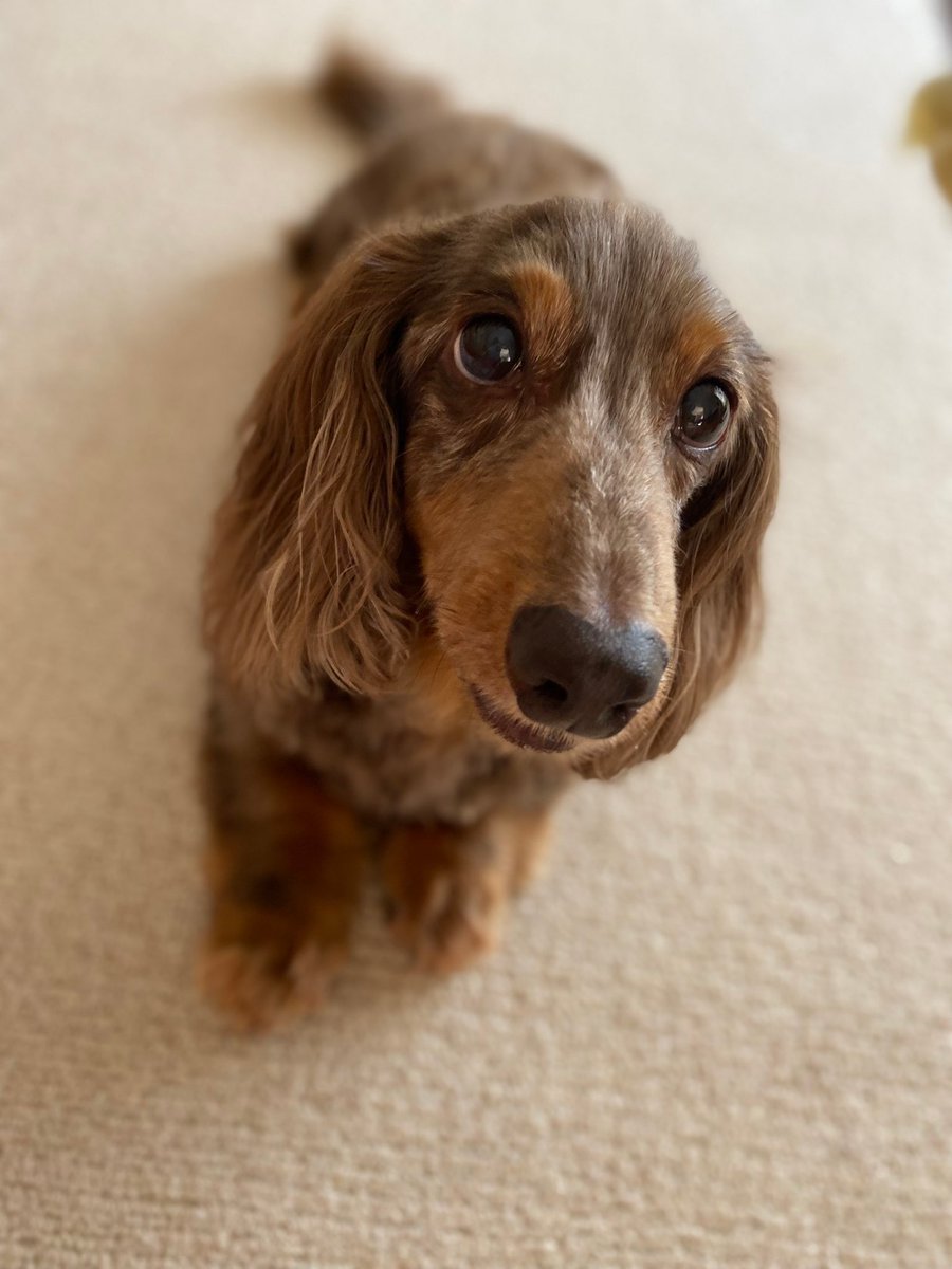 jima_622's tweet photo. 13年間、
連れ添った犬が今朝亡くなりました。

自分が15歳の時に来て、人生の約半分を一緒に過ごしてきたので正直寂しい。

病気にかかって、一番しんどいのに最後まで生きようと頑張ってた。

最後を看取れてよかった。

俺も頑張るから天国から見ててね。

今までありがとう。ゆっくり休んでね。 https://t.co/fzgN98xoDO