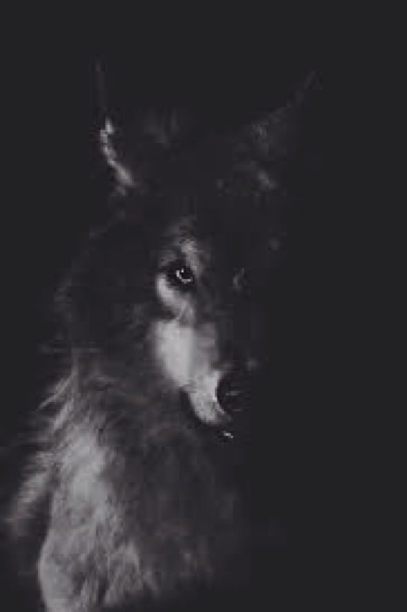 No se fíe nadie de esa izquierda extrema y artera, que aparentemente modera su actuar, para congraciarse, es sólo ese lobo 🐺 negro que espera paciente la caída de su víctima #KastEsperanzaParaChile #KastPresidente2022