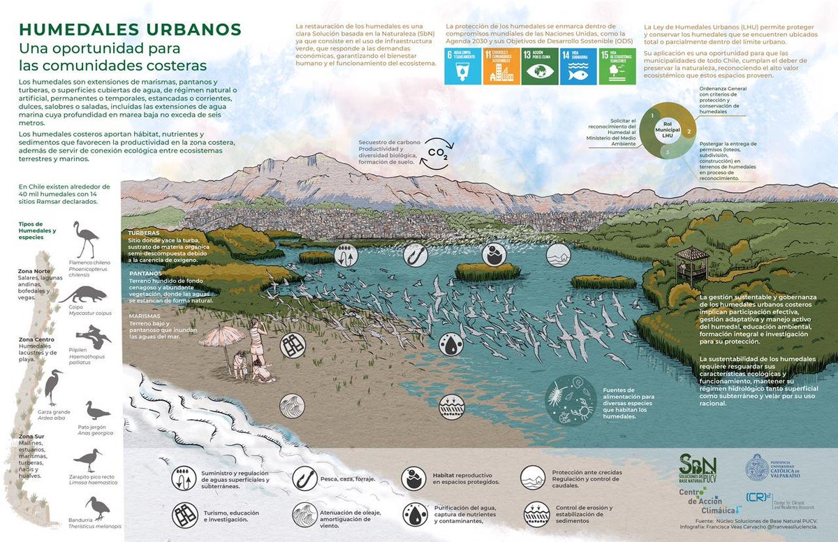 marcelomena's tweet photo. Miren qué linda nos quedó la infografía de porqué la conservación de los humedales urbanos es fundamental para la biodiversidad y además el bienestar de las comunidades costeras. https://t.co/07QeAsqOaN