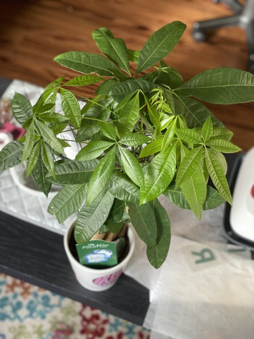 My money tree growing beautifully 😍 https://t.co/bzlOBvFK8j<a href="/tag/shift"class="tags"><span>#shift</span></a><a href="/tag/sharingiscaring"class="tags"><span>#sharingiscaring</span></a><a href="/tag/2021%E5%B9%B4%E3%81%AE%E7%B5%B5%E3%82%92%E6%8C%AF%E3%82%8A%E8%BF%94%E3%82%8B"class="tags"><span>#2021年の絵を振り返る</span></a>
