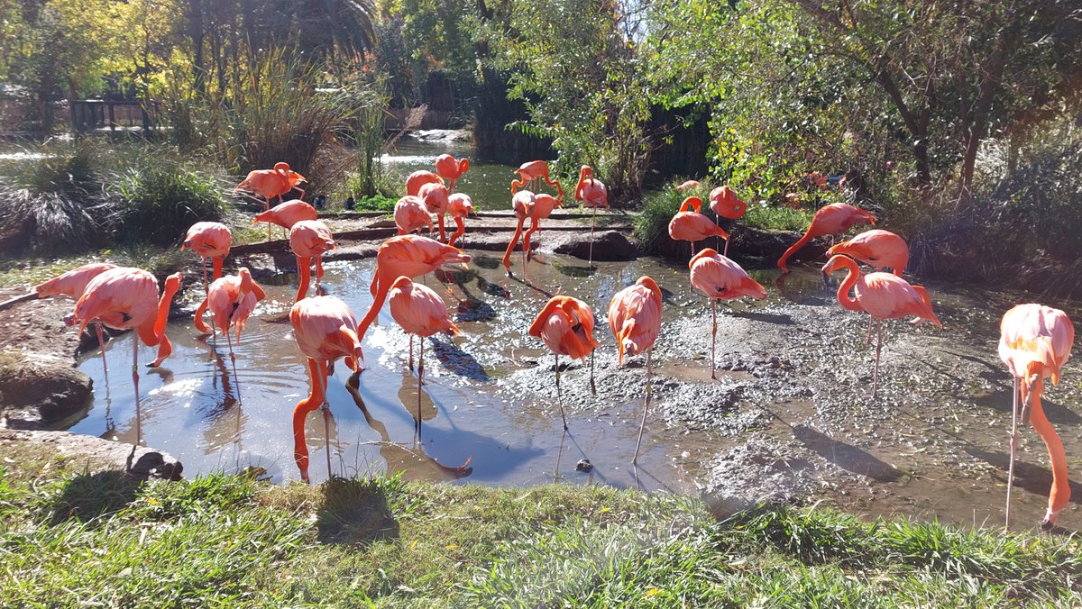 danes13's tweet photo. Have u visited @SacramentoZoo ? 
A #Fun #Educational &amp; #Exciting way to spend a day
Right now u can even go on a #Dinosaur hunt #SacramentoZoo offers a little bit of everything
#Flamingos #Lions #Giraffes #Zebras #Explore #Adventure #Discover #California #❤ https://t.co/5TpCUTMdFG