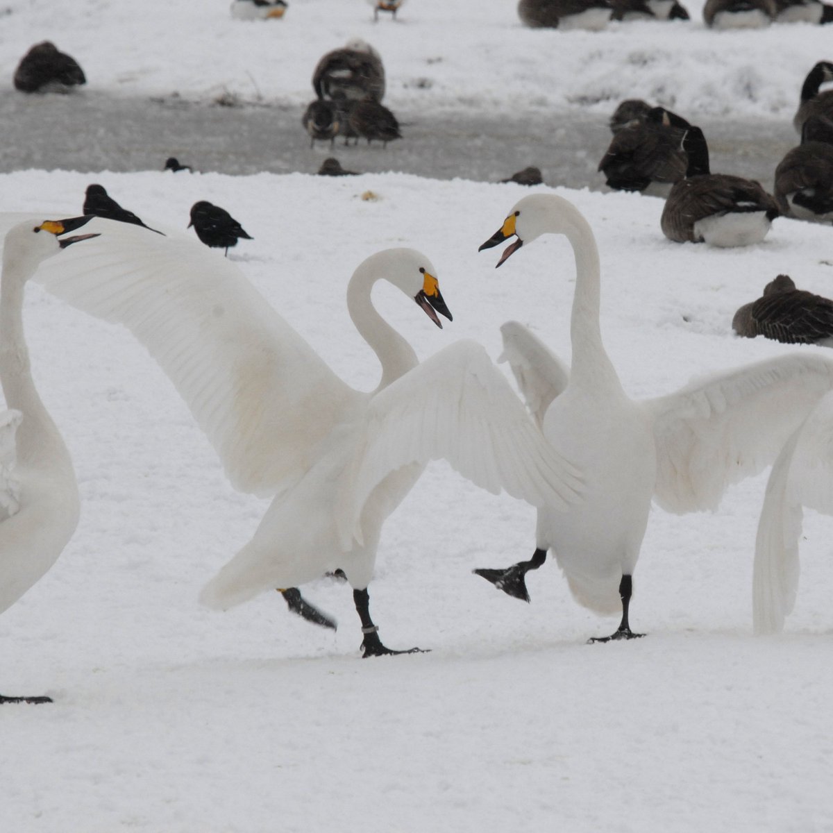 It's officially the #1stDecember! White rabbits (or white swans in our case 🦢)...