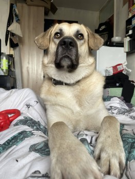 MissingPetsGB's tweet image. 🐕 NERVOUS #DOG BOBBY #MISSING from #Wetherfield  #Tysley #B11 on 26.November 21
Kangal X, 2 years old
He escaped through the back garden😔
MICROCHIPPED &amp;amp; Wearing a luminous green &amp;amp; black collar, but no ID doglost.co.uk/dog-blog.php?d…