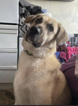MissingPetsGB's tweet image. 🐕 NERVOUS #DOG BOBBY #MISSING from #Wetherfield  #Tysley #B11 on 26.November 21
Kangal X, 2 years old
He escaped through the back garden😔
MICROCHIPPED &amp;amp; Wearing a luminous green &amp;amp; black collar, but no ID doglost.co.uk/dog-blog.php?d…