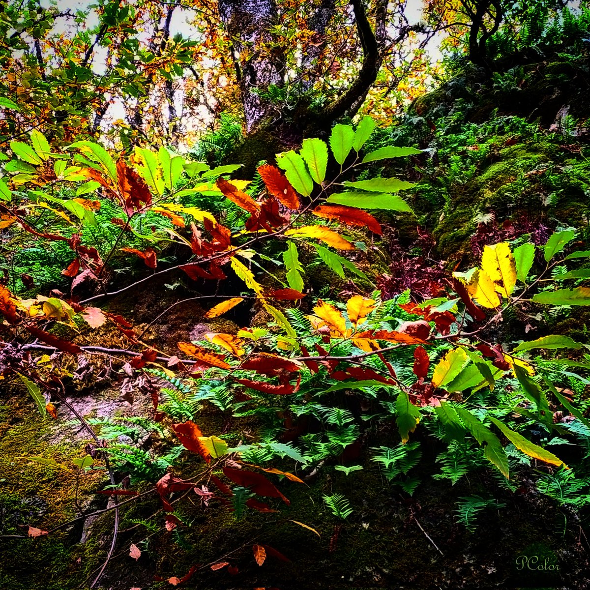 Hojas de colores
.
#otoño #colores #coloresbonitos #hacerfotos #ThePhotoMode #thePhotoHour #StormHour #photography #PhotoOfTheDay #RedmiNote10pro #hojasdecolores #autumnleaves #Diciembre
