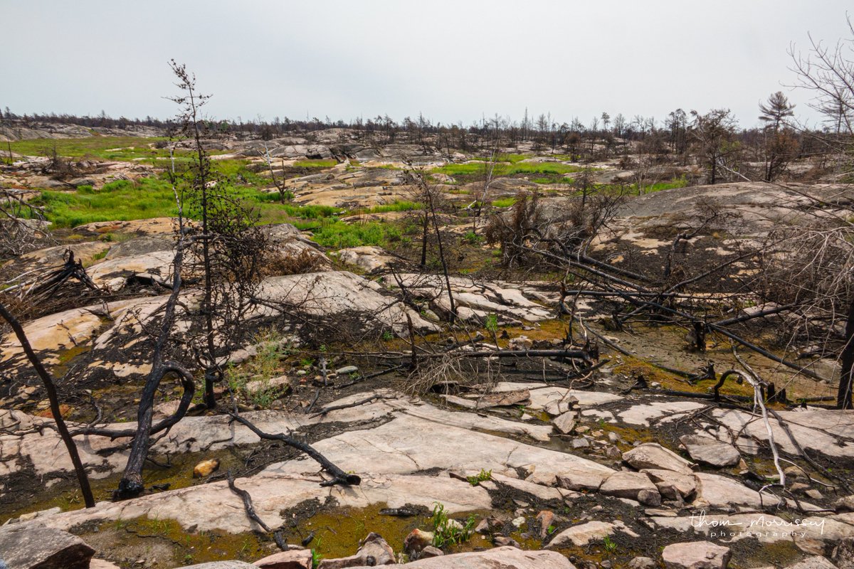 GBayBiosphere's tweet photo. 3 years after the Parry Sound 33 wildfire, researchers with the @McMasterU Ecohydrology Lab are finding changes in the landscape and ecosystem recovery post-fire.
Read the latest #StateOfTheBay blog to learn more: https://t.co/tvrJ0jt3N8
📸Thom Morrissey
#Wildfire https://t.co/Hkk7vZoTSP