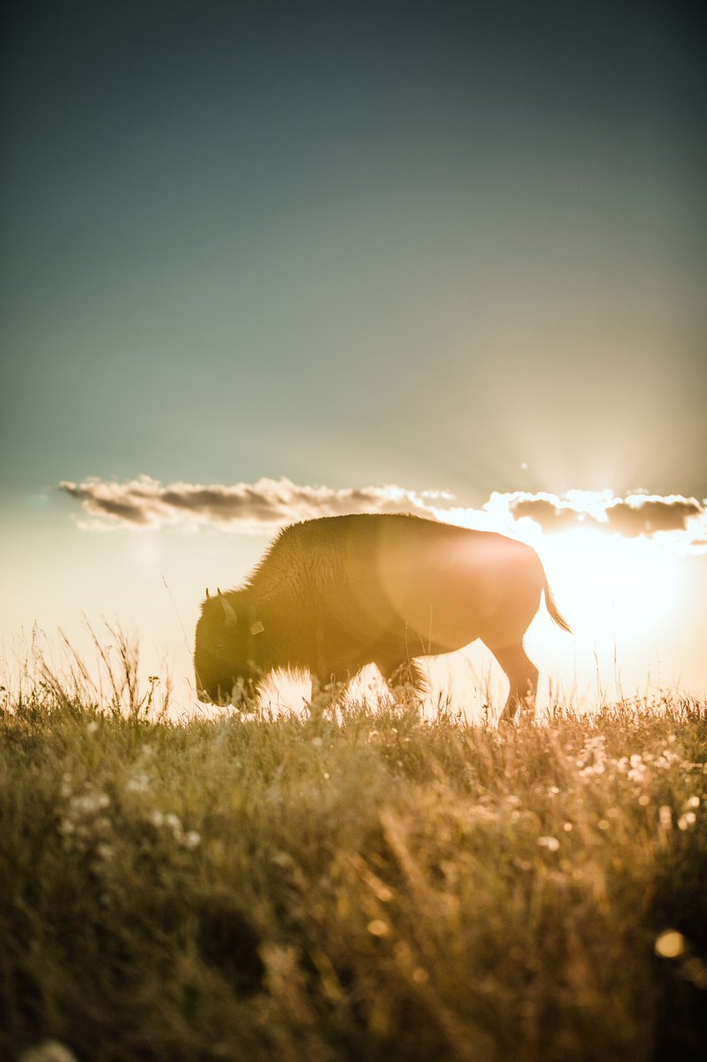 CentralBuffalo's tweet photo. Always try to find the positive side of each situation that God throws at you. Your mood and feelings will thank you. 

Enjoy your day. Smile and please be kind. 

📷: Courtney Jo Photography
#positivevibes #bekind #bison #beauty #nebraska #farmlife #ranchlife #workhard https://t.co/B4ocoRUwhL