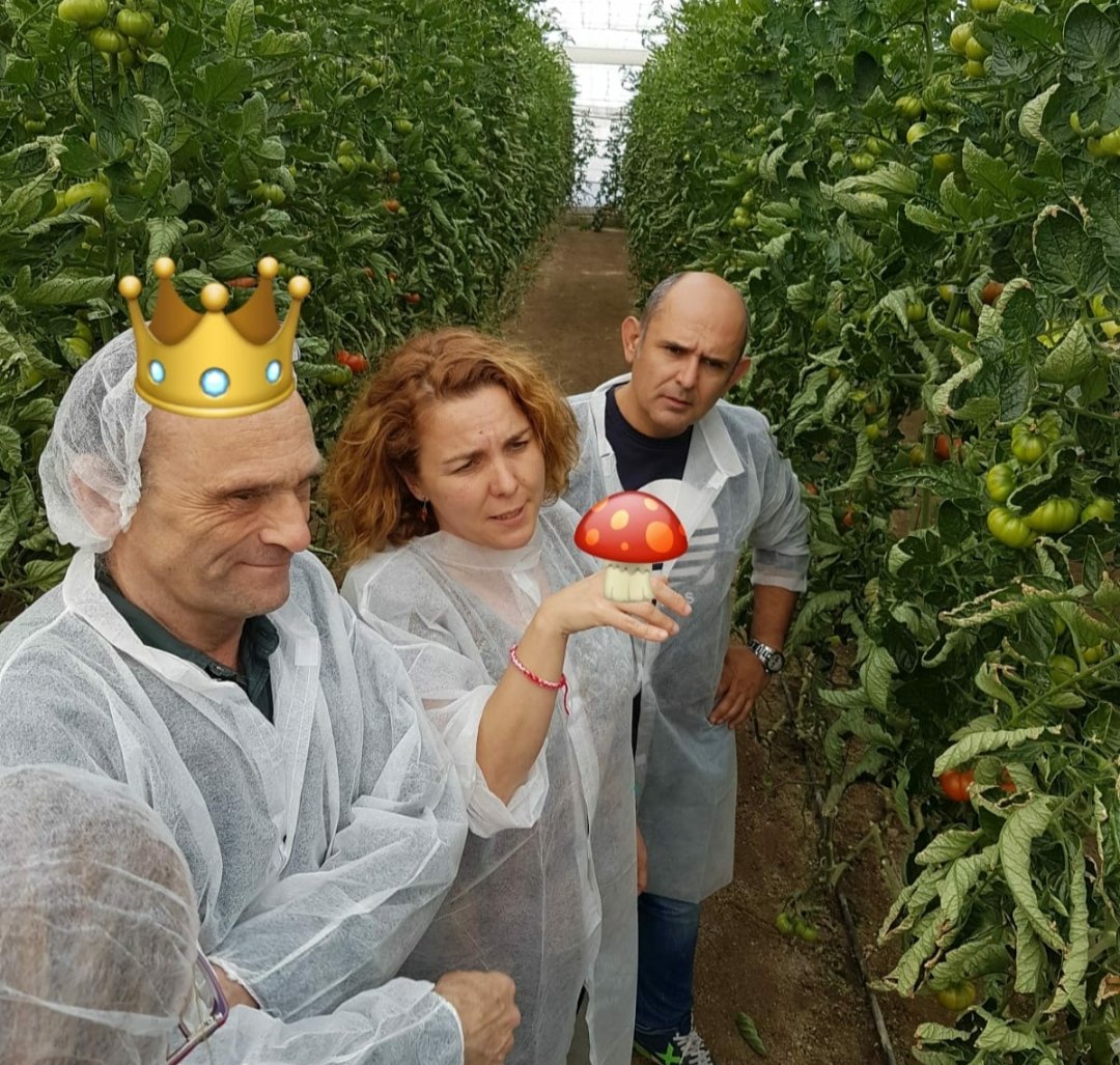 itnmira's tweet photo. Hyper-realistic oil painting showing @PavloThure the King of MiRA and Lady María Pozo, Mother of Mycorrhiza, delighted by plant-microbe-insect interactions
@MJP_Lab #ITNMiRA https://t.co/9mMV6PfpSL