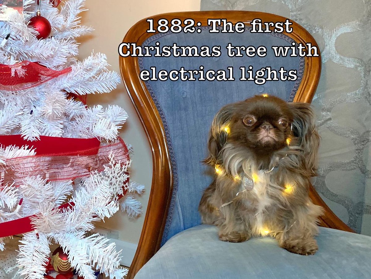 🎶 O Koko Tree, O Koko Tree. How lovely is your posture. 🎶
#NationalChristmasLightsDay￼ #Pekingese #funnydog #funny #caption #barkpost #memes