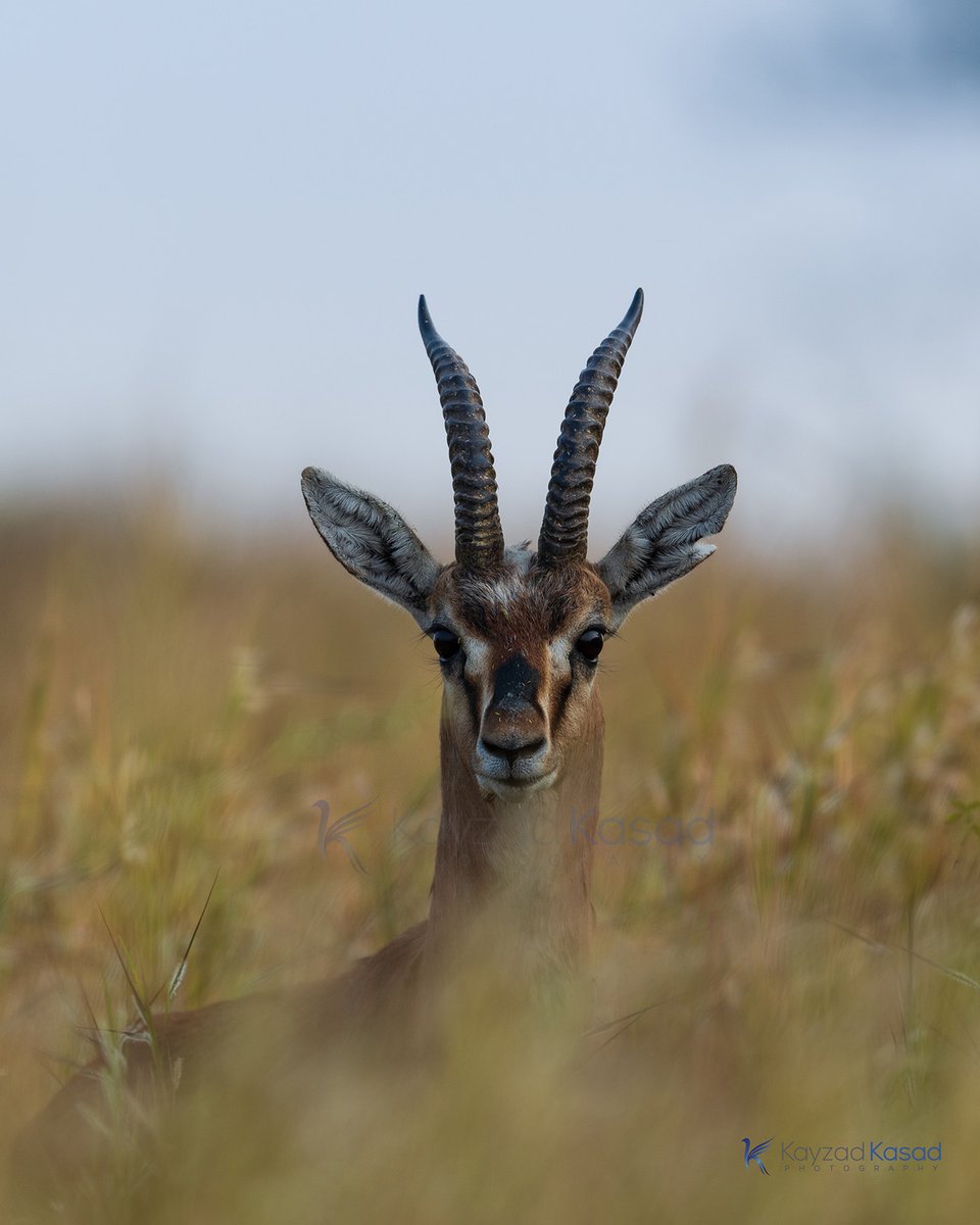 A handsome Chinkara one early morning in the Grasslands around #Pune 
#AnythingButBirds #IndiAves #ThePhotoHour #NaturePhotography #BBCWildlifePOTD #TwitterNatureCommunity #nikonphotography #ThroughYourLens #IncredibleIndia