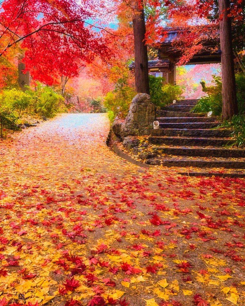 macchan358's tweet photo. 黄色の絨毯に紅葉の落ち葉🍁🍂

#京都 https://t.co/pah65yJTIV