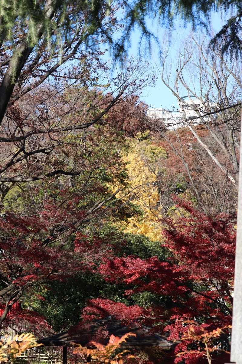 majesty_bio's tweet photo. 2021/11/28 東京競馬場

パドックから見た風景。
安田伊左衛門さんがマギー史郎さんにソックリだなぁとしみじみ感じました、、、。
その奥に見える紅葉が素敵でした♡
早く日本庭園の方にも入れます様に。

#東京競馬場 https://t.co/mFDxNx2qbQ