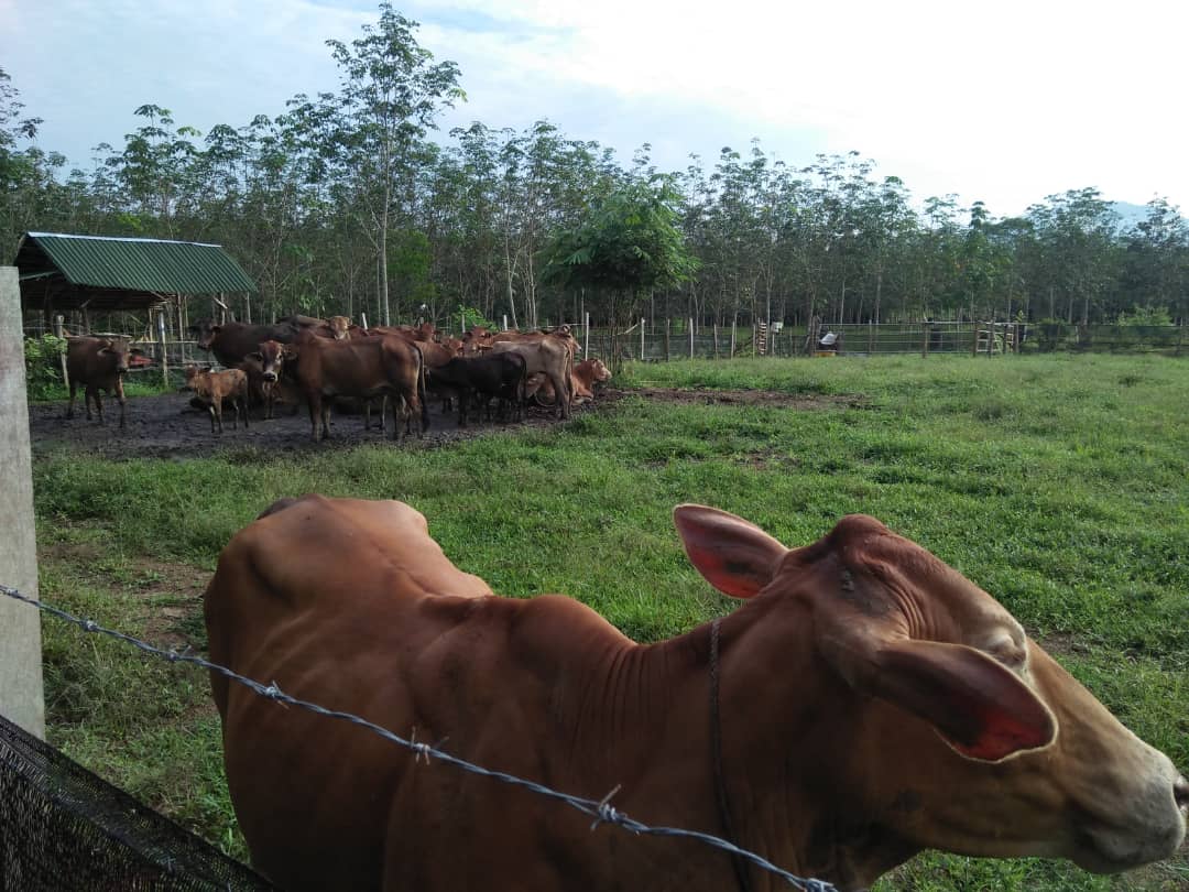 UnitLpp's tweet image. Usaha anak muda yang hebat ... Ahli peladang ppk gurun kedah .. En Badri Syam... Ternakan lembu 🐄🐄🐄🐄🐄