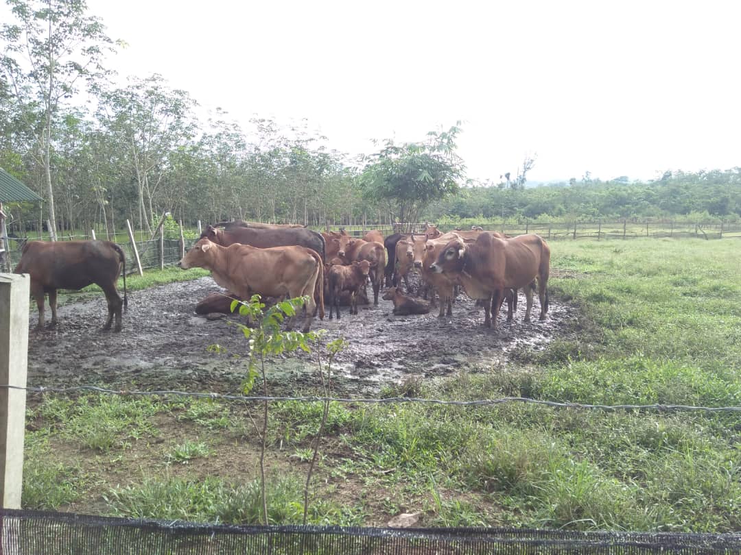 UnitLpp's tweet image. Usaha anak muda yang hebat ... Ahli peladang ppk gurun kedah .. En Badri Syam... Ternakan lembu 🐄🐄🐄🐄🐄