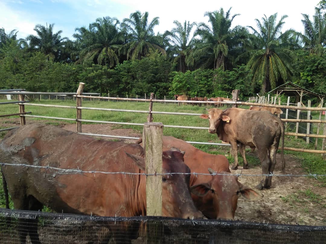 UnitLpp's tweet image. Usaha anak muda yang hebat ... Ahli peladang ppk gurun kedah .. En Badri Syam... Ternakan lembu 🐄🐄🐄🐄🐄