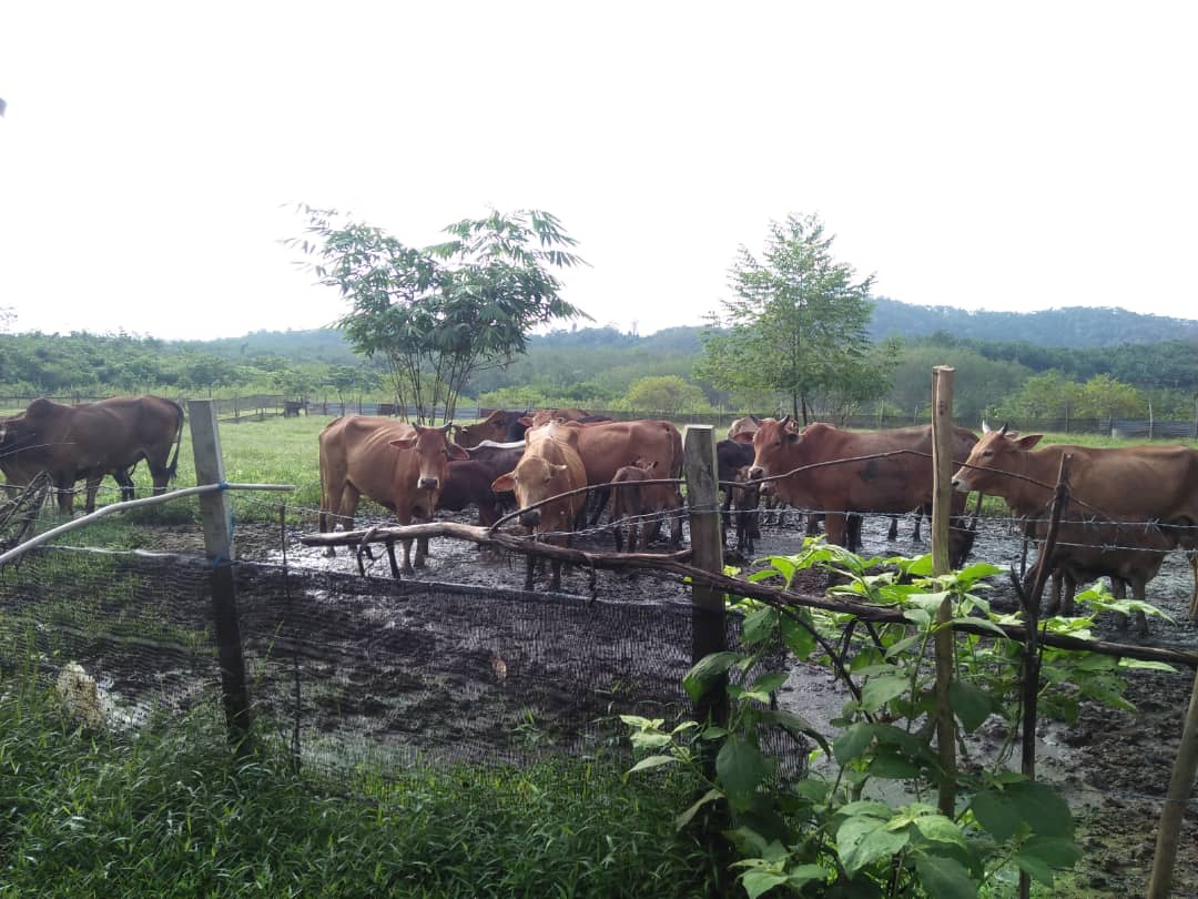 UnitLpp's tweet image. Usaha anak muda yang hebat ... Ahli peladang ppk gurun kedah .. En Badri Syam... Ternakan lembu 🐄🐄🐄🐄🐄