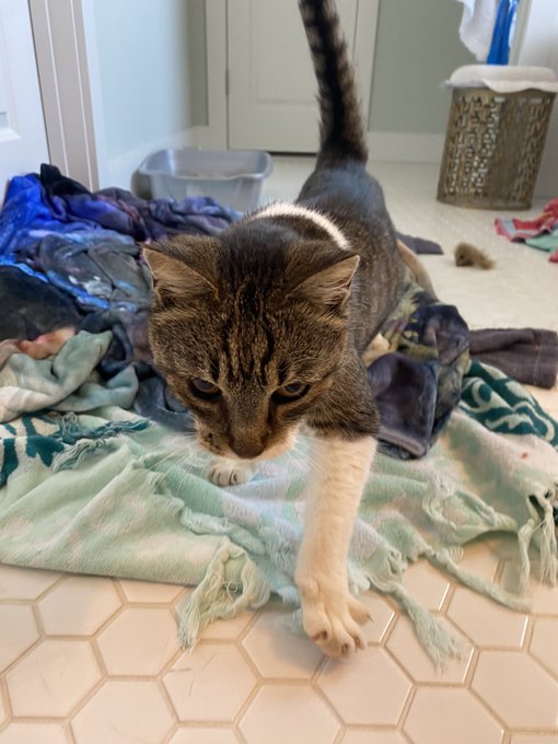 Everyone welcome Hange! She was quite literally about to get the firing squad for &ldquo;pooping in the yard<a href="/tag/hxh"class="tags"><span>#hxh</span></a><a href="/tag/anyc"class="tags"><span>#anyc</span></a>