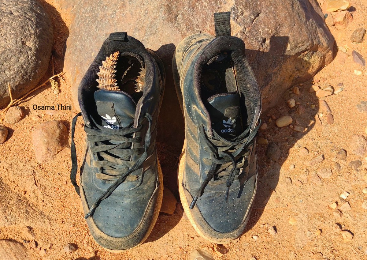 osamathini's tweet photo. حولت السبيدرو 👟 و رقدت في الصحراء ..
فقت لقيت #ضب 🦎 راقد داخل السبيدرو ..
#صحراء_ليبيا .. 🇱🇾 #مساك
I #took #off #speedro 👟 and #slept #in #the_desert.. I #got #up #this_morning and #saw a #lizard #lying #inside #the_speedro #Desert_Libya.. 🇱🇾 #masak https://t.co/yKyn5FmSNS