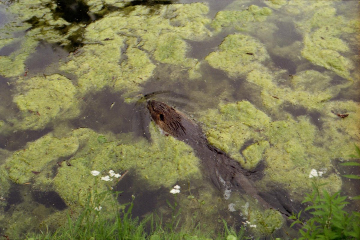 f3lis_catus's tweet photo. Myocastor Coypus.
(Nikon FE10, Nikon Lens Series E 50mm, Kodak Gold 200. 1/60s, f/4.)
.
#nutria #myocastorcoypus #colournegative #analogphotography #filmphotography #filmisnotdead #nikonfe10 #nikonlensseriese50mm #kodakgold200 .
.
https://t.co/nP5gtF5PXL https://t.co/djEsafeD0Q